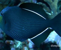 Triggerfish black triggerfish ci