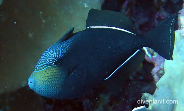 Triggerfish black triggerfish ci