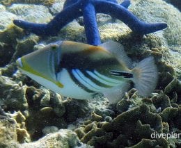 Triggerfish hawaiian triggerfish lei