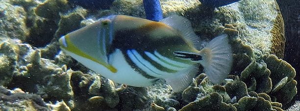 Hawaiian (or Picasso) Triggerfish