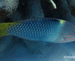 Wrasse checkerboard wrasse cki