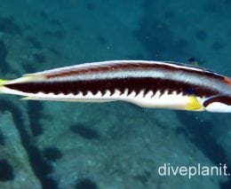 Wrasse comb wrasse nsw