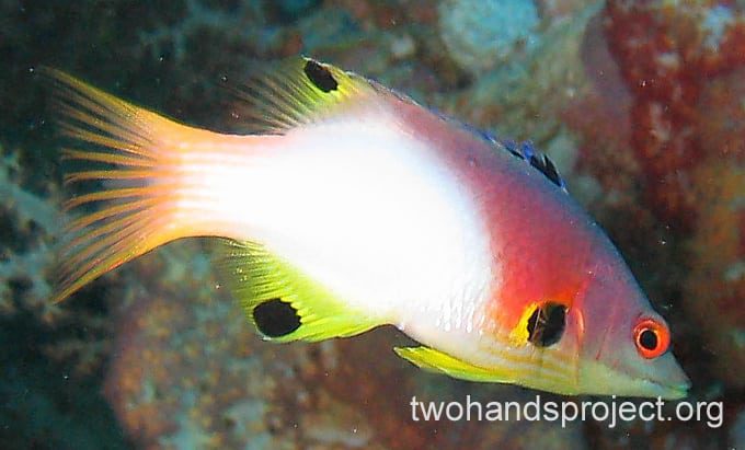 Wrasse coral hogfish gbr hp