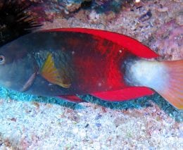 Wrasse crimson banded wrasse male nsw