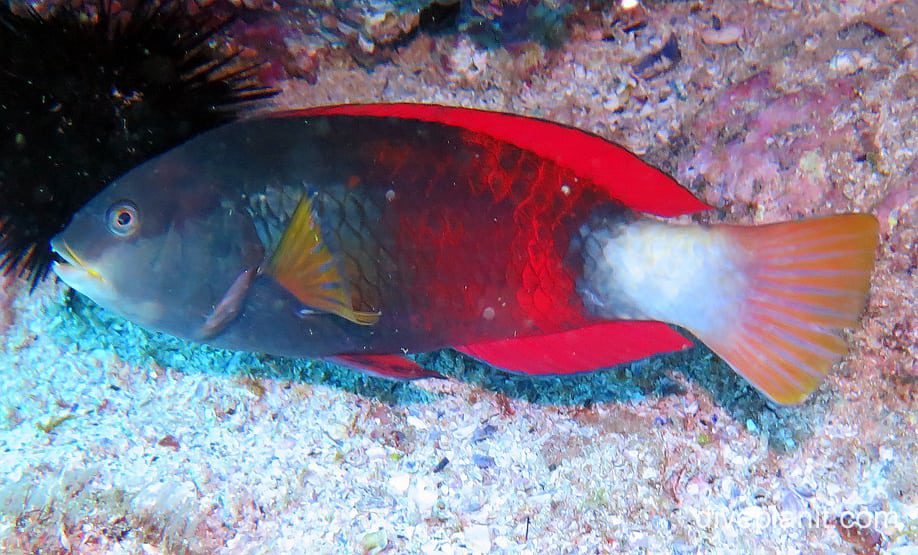 Wrasse crimson banded wrasse male nsw