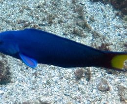 Wrasse moon nsw