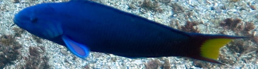 Moon Wrasse