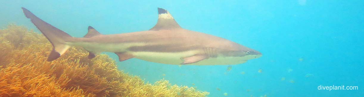 Black tipped reef shark at jetty snorkel diving uepi banner
