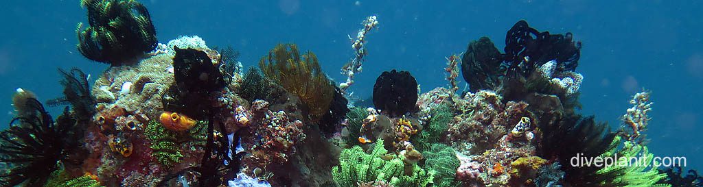 Massively colourful reef with sponges and featherstars at batu mandi on bangka island diving from thalassa resort banner