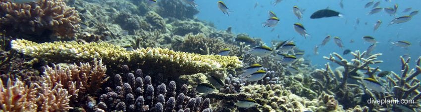 Great Barrier Reef – dead, dying or in capable hands?