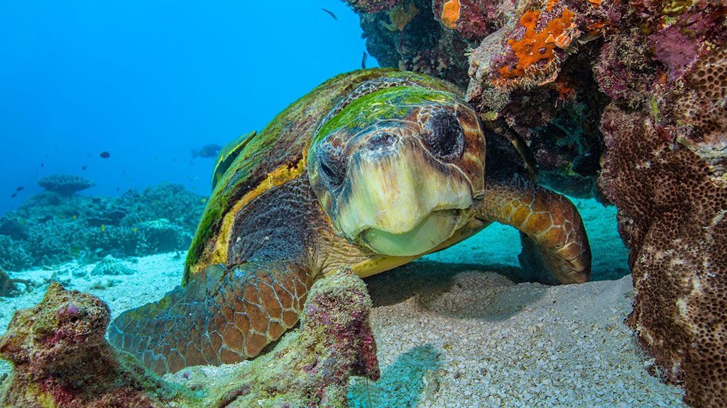 Heron island resort 20180510 d9a7556 gregsullavan3
