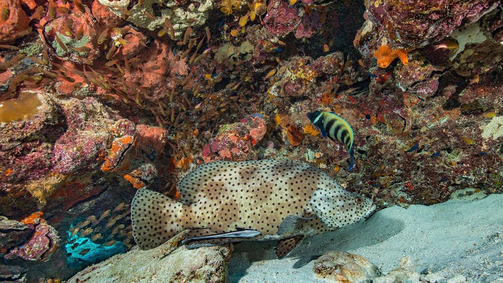 Heron island resort 20180510 d9a7613 gregsullavan2