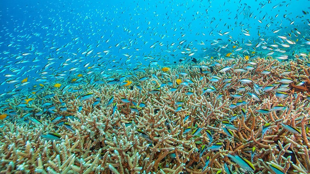 Heron island resort 20180510 d9a7685 gregsullavan