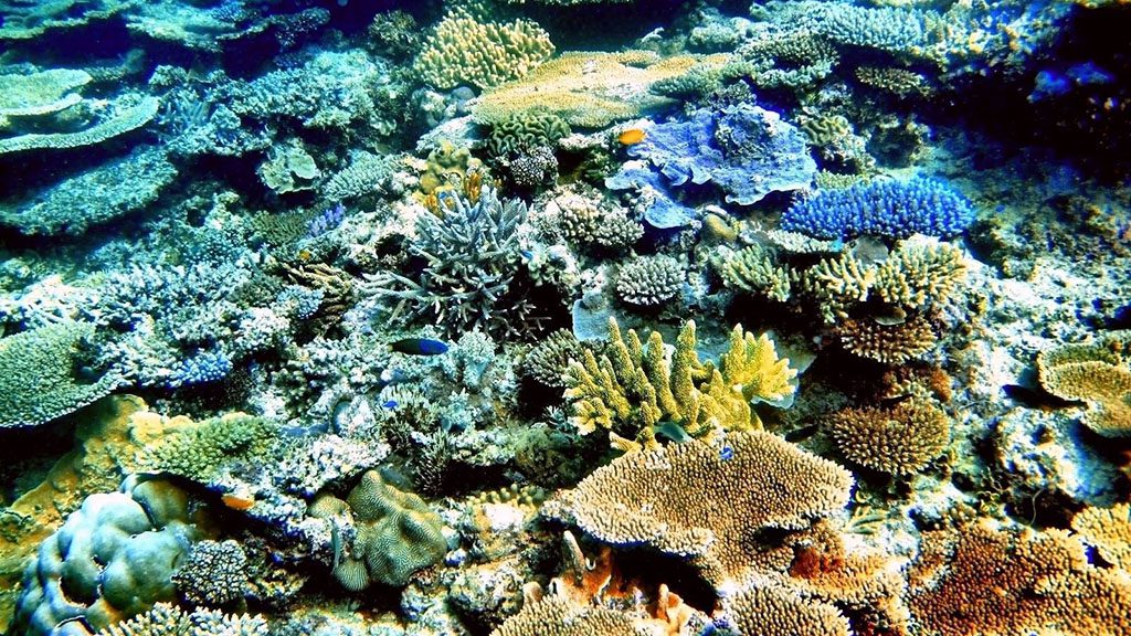 Heron island resort emily mcbride coral cascades