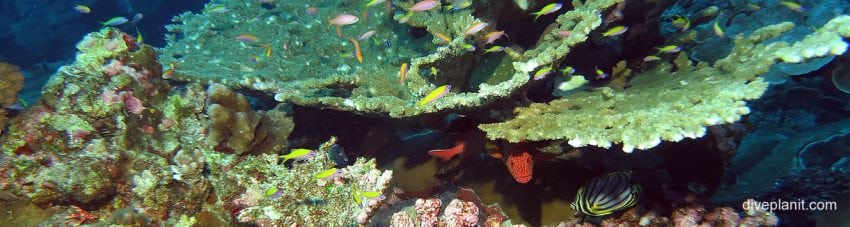 Celebrating a month of Australian marine biodiversity