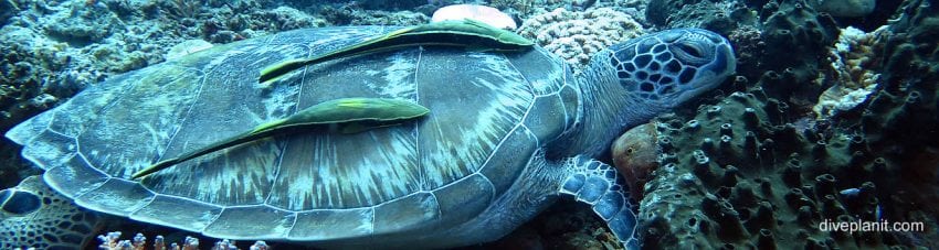 Biodiversity #1 – The Turtle