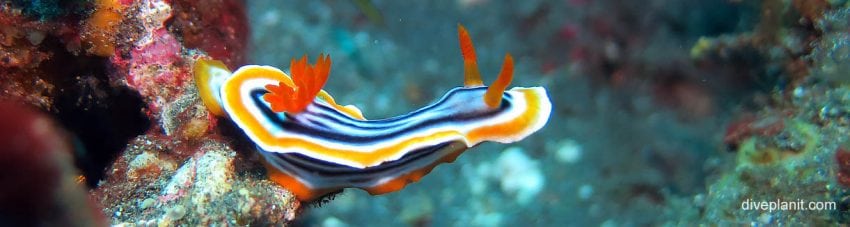 Biodiversity #3 – The Nudibranch