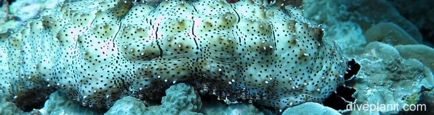 Biodiversity #8 – The Sea Cucumber