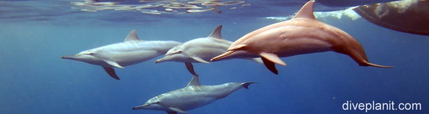 Biodiversity #11 – The Dolphin