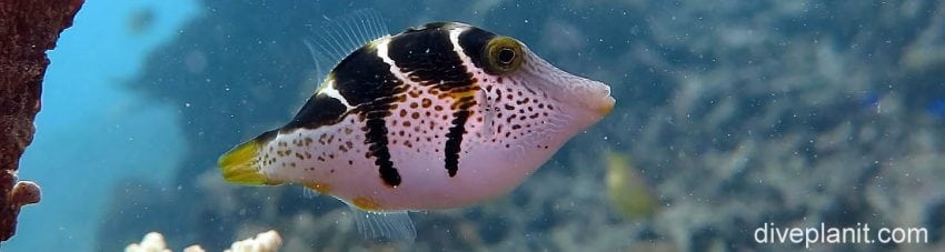 Biodiversity #12 – Mimic Filefish