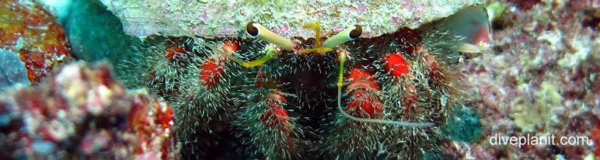 Biodiversity #14 – The Hermit Crab