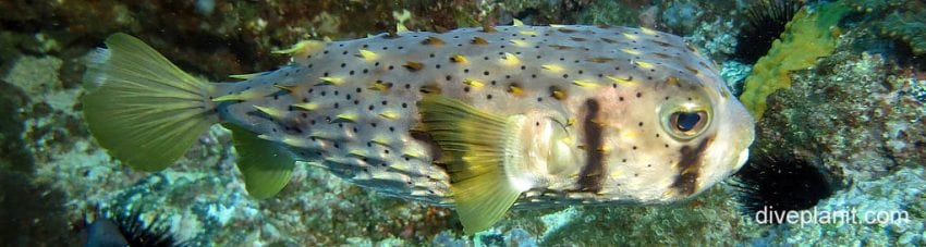 Biodiversity #17 – Porcupinefish (Diodontidae)