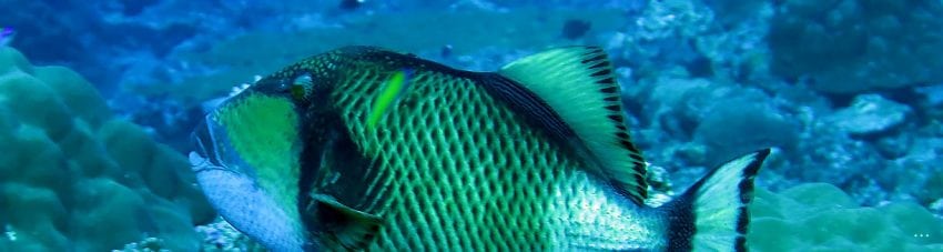 Biodiversity #24 – Titan Triggerfish