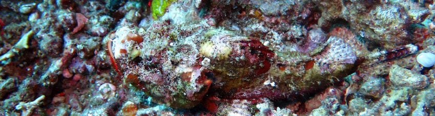 Biodiversity #25 – Scorpionfish – a fish that can’t swim?
