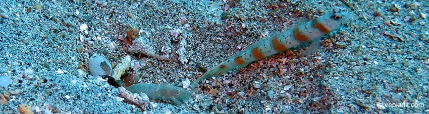 Biodiversity #27 – Shrimp Goby – A Goby and a Shrimp co-habiting