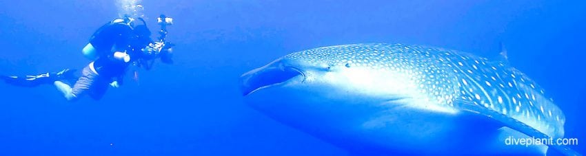 Biodiversity #30 – The Whale Shark