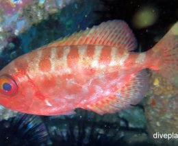 Bigeye glasseye bigeye heteropriacanthus cruentatus cki