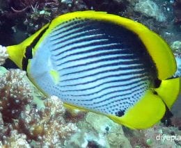 Butterflyfish blackbacked butterflyfish chaetodon melannotus bal