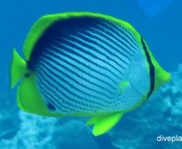 Butterflyfish blackbacked butterflyfish chaetodon melannotus lhi