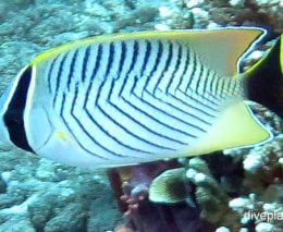 Butterflyfish chevron butterflyfish chaetodon trifascialis bal replace image