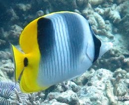 Butterflyfish double saddle butterflyfish chaetodon ulietensis gbr