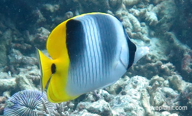 Butterflyfish double saddle butterflyfish chaetodon ulietensis gbr