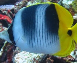 Butterflyfish double saddle butterflyfish chaetodon ulietensis gil