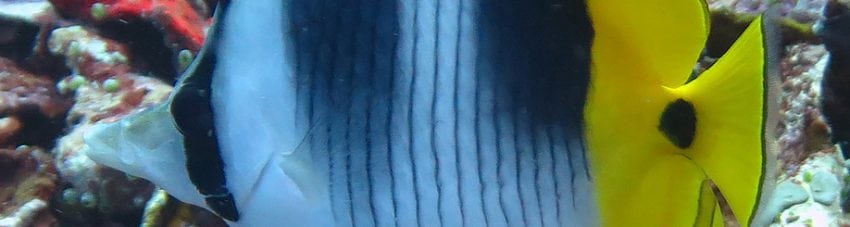 Double Saddle Butterflyfish