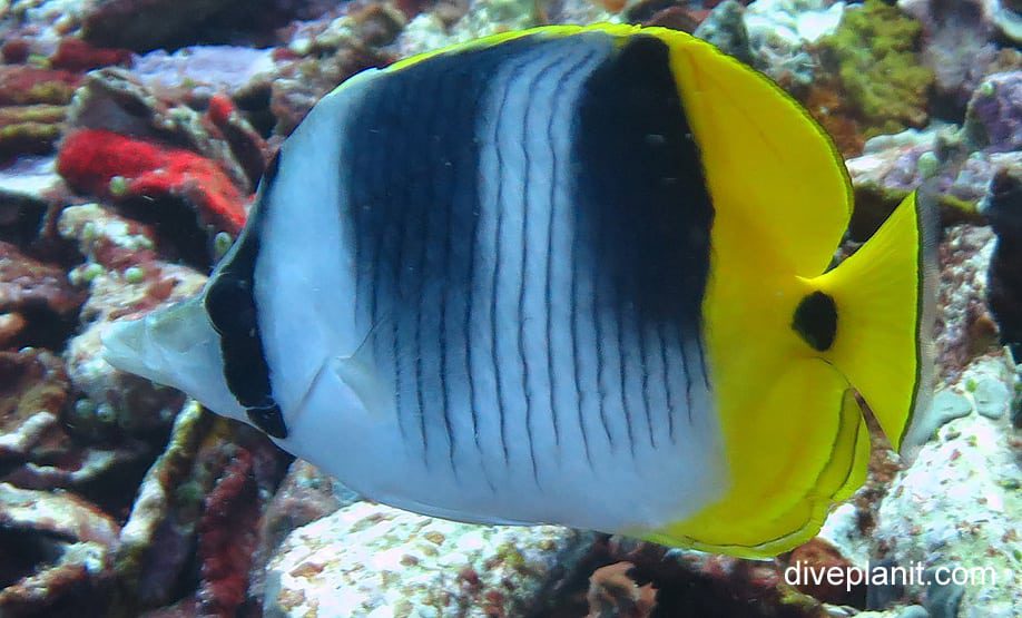 Butterflyfish double saddle butterflyfish chaetodon ulietensis gil