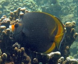 Butterflyfish dusky butterflyfish chaetodon flavirostris lhi