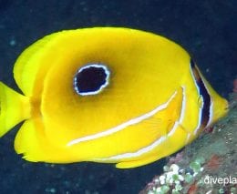 Butterflyfish eclipse also bennetts butterflyfish chaetodon bennetti bal