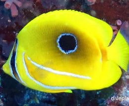 Butterflyfish eclipse also bennetts butterflyfish chaetodon bennetti thl