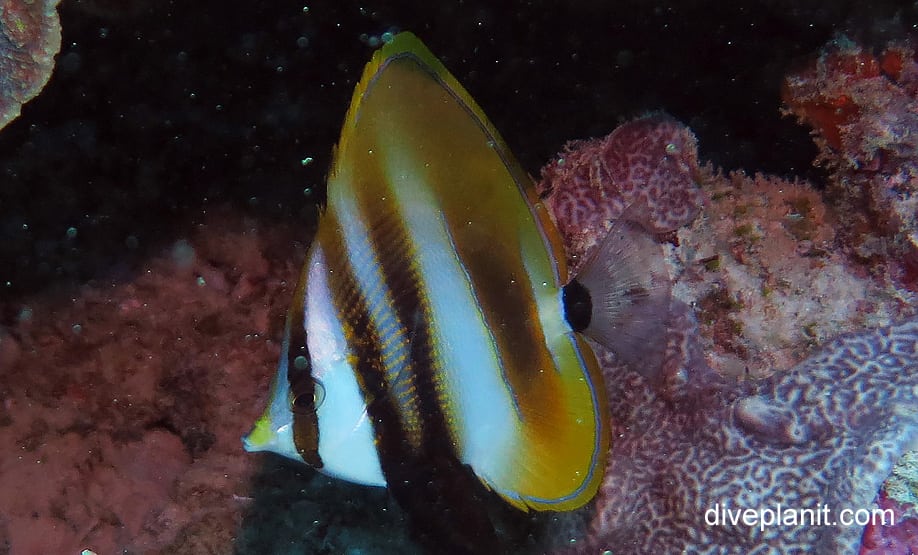 Butterflyfish highfin coralfish coradion altivelis her