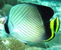 Butterflyfish indian vagabond butterflyfish chaetodon decussatus bal