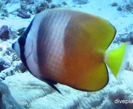 Butterflyfish kleins butterflyfish chaetodon kleinii thl bottom