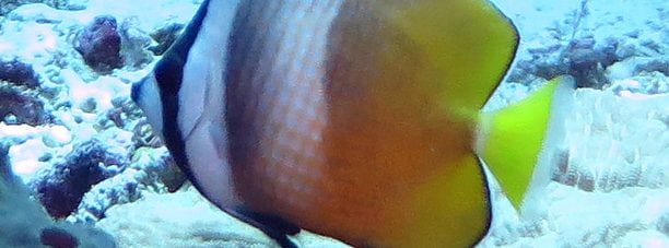 Kleins Butterflyfish