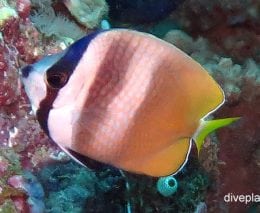 Butterflyfish kleins butterflyfish chaetodon kleinii thl