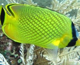 Butterflyfish latticed butterflyfish chaetodon rafflesi bal