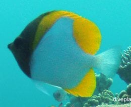 Butterflyfish pyramid butterflyfish hemitaurichthys polylepis pal