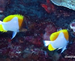 Butterflyfish pyramid butterflyfish hemitaurichthys polylepis thl pair